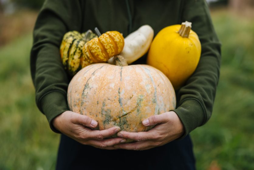 Citrouilles à Saint-Isidore-de-Clifton, MRC du Haut-Saint-François, Estrie.