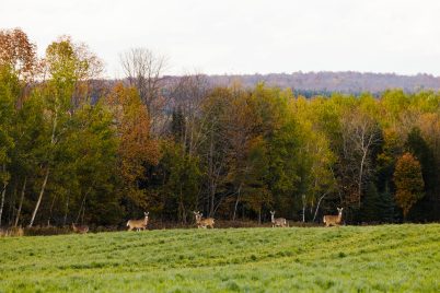 Paysage avec chevreuils à Saint-Isidore-de-Clifton, MRC du Haut-Saint-François, Estrie.