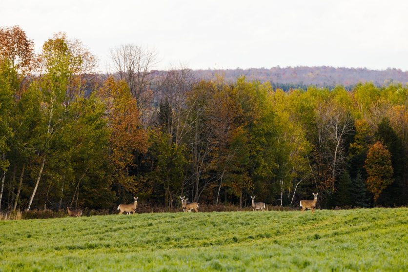 Paysage avec chevreuils à Saint-Isidore-de-Clifton, MRC du Haut-Saint-François, Estrie.