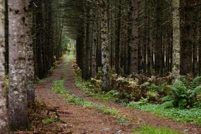 Sentier pédestre à Saint-Isidore-de-Clifton, MRC du Haut-Saint-François, Estrie.